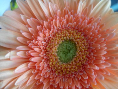 Flower, Gerbera, Close Up, Petal photo