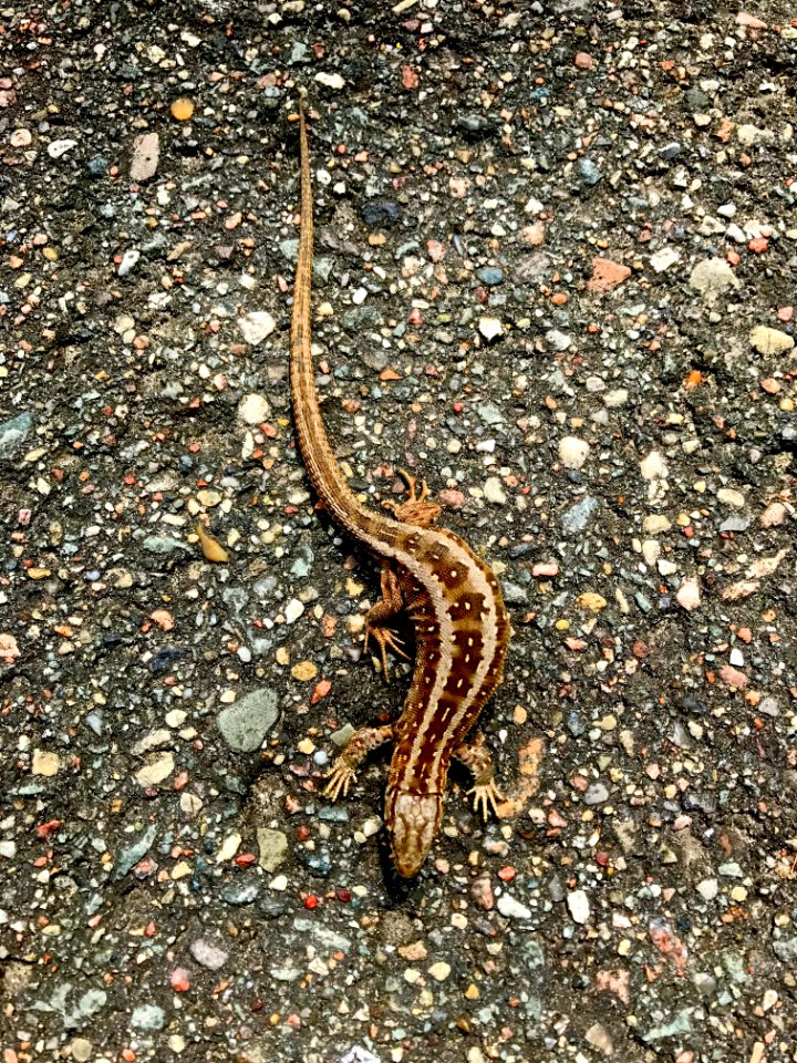 Terrestrial Animal, Fauna, Reptile, Scaled Reptile