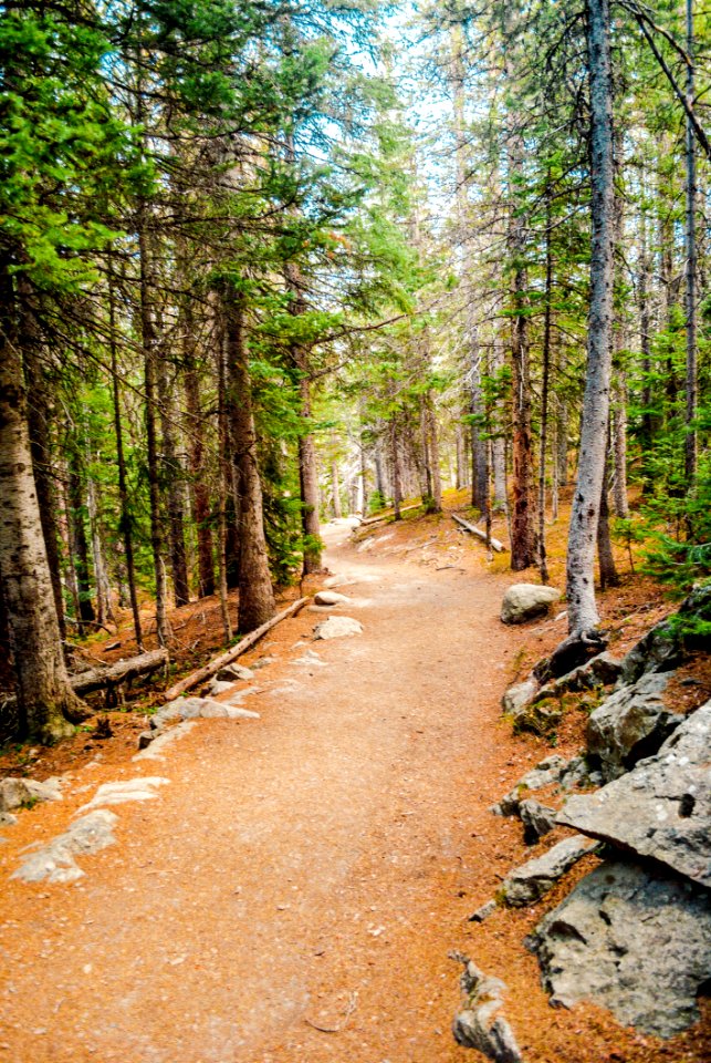 Path, Wilderness, Tree, Trail