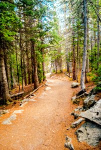 Path, Wilderness, Tree, Trail