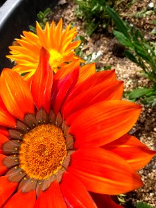 Flower, Orange, Petal, Annual Plant