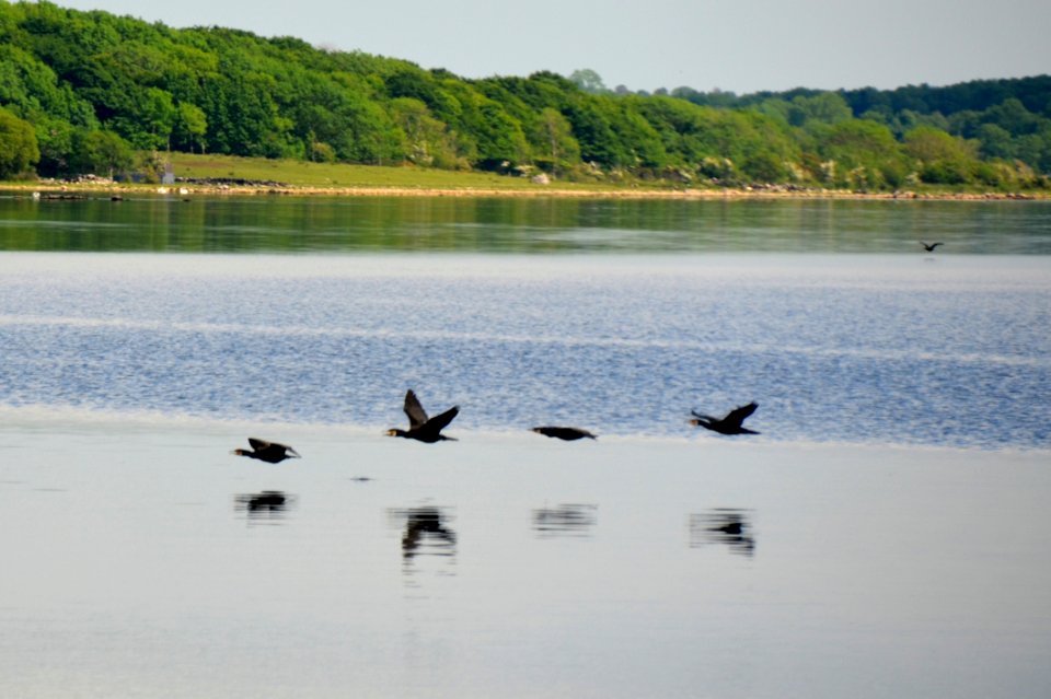Water, Lake, Reservoir, Fauna