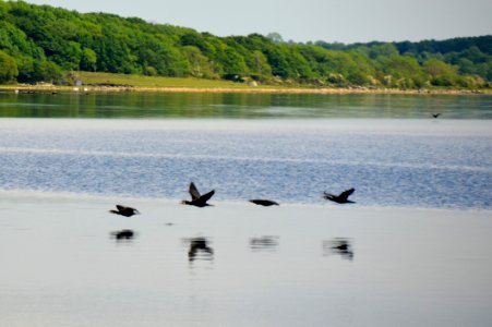 Water, Lake, Reservoir, Fauna