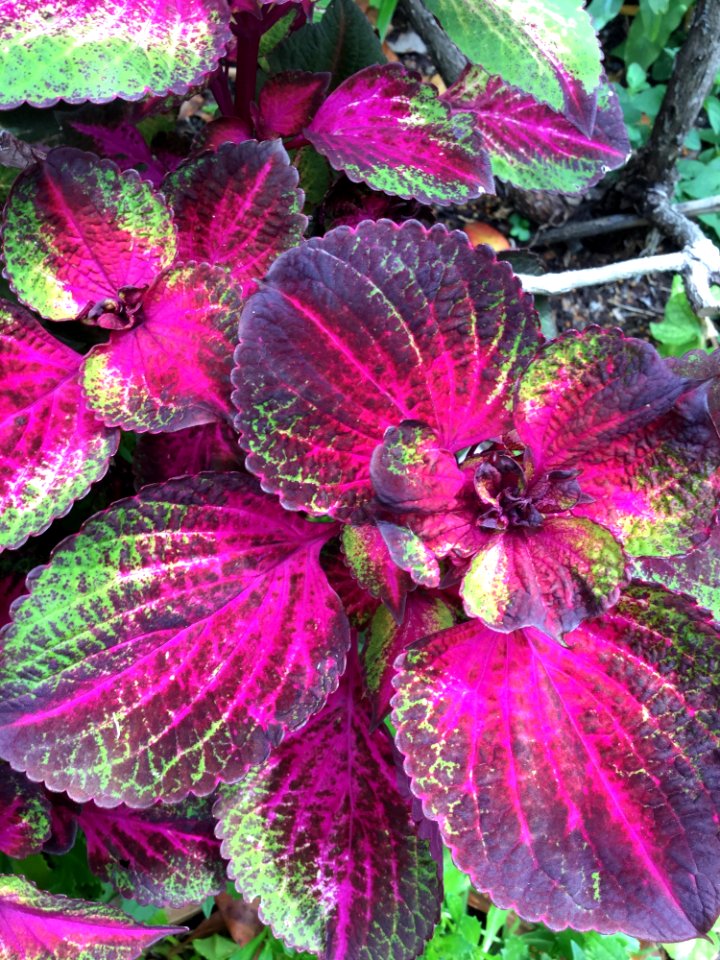 Plant, Pink, Flower, Leaf photo