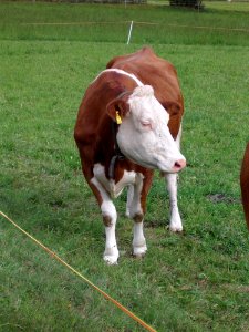 Cattle Like Mammal, Pasture, Fauna, Dairy Cow photo
