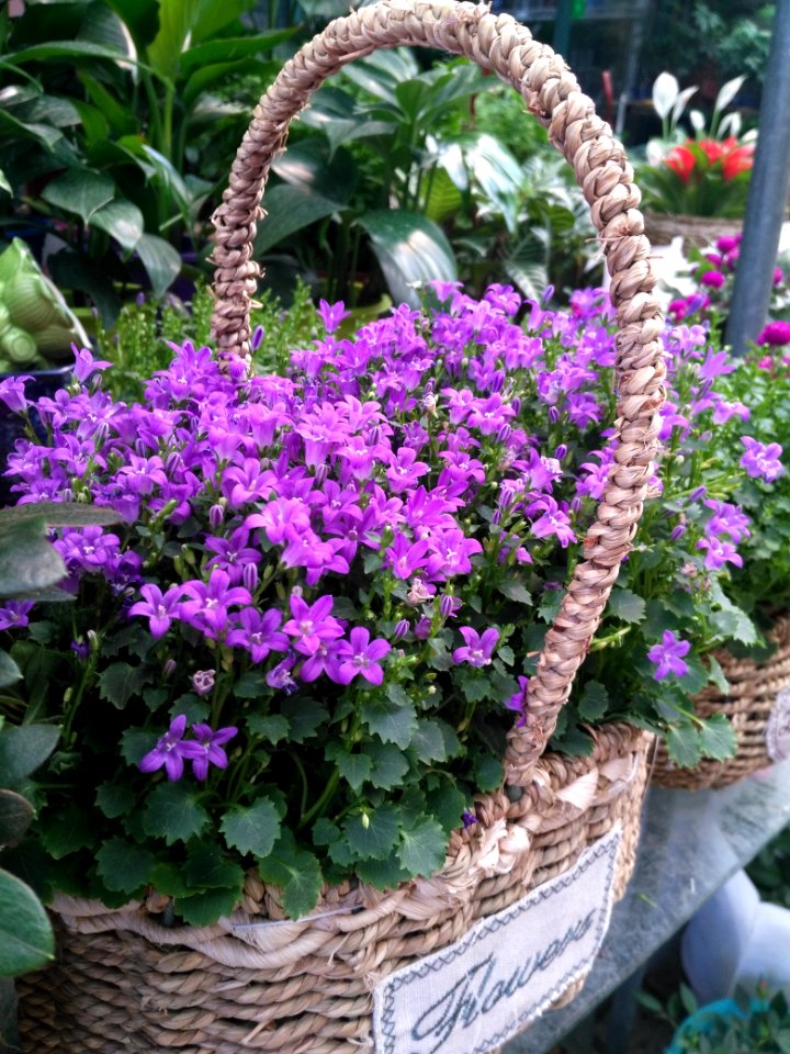 Plant, Flower, Flowering Plant, Annual Plant