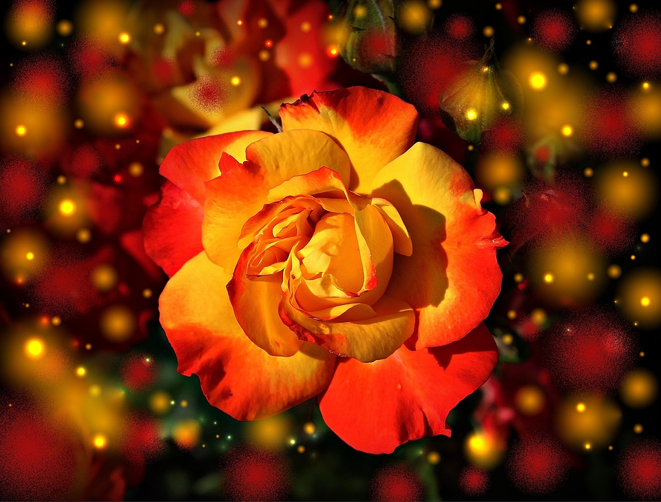 Blossom bloom colorful