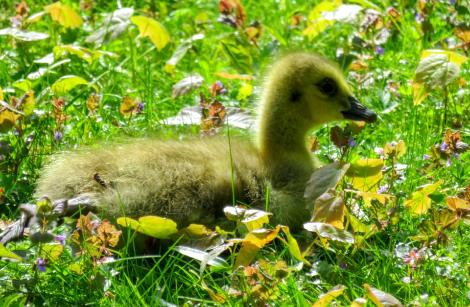 Bird, Fauna, Duck, Nature Reserve