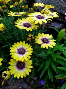 Flower, Plant, Flora, Flowering Plant
