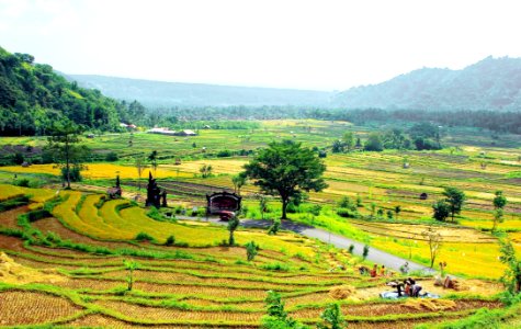 Field, Agriculture, Paddy Field, Hill Station photo