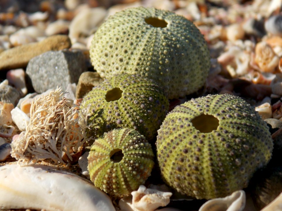 Organism Cactus Plant