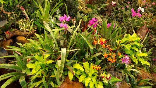 Plant Flower Flowering Plant Flora