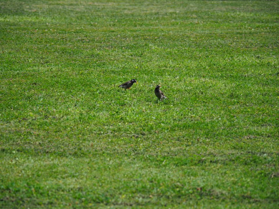 Grassland Ecosystem Fauna Green