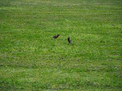 Grassland Ecosystem Fauna Green