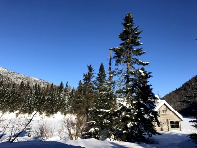 Winter Snow Sky Tree photo