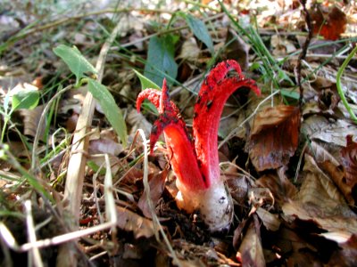 Fungus Flora Mushroom Agaricomycetes photo