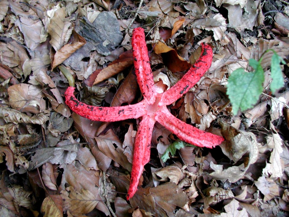 Starfish Leaf Echinoderm Organism