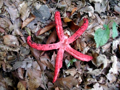 Starfish Leaf Echinoderm Organism