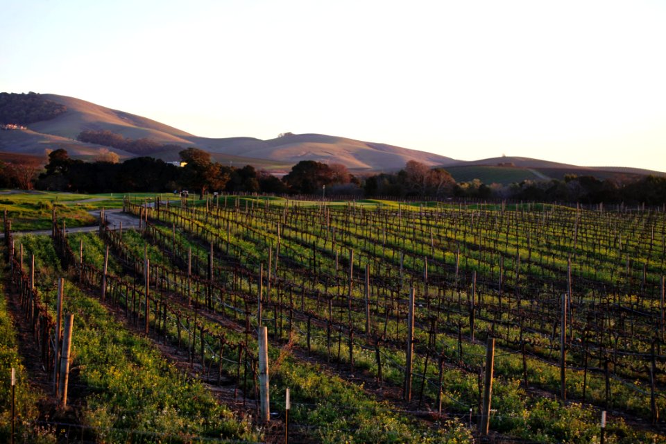 Agriculture Vineyard Sky Farm