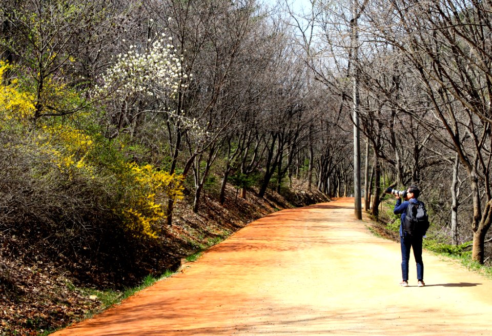 Path Tree Trail Plant photo