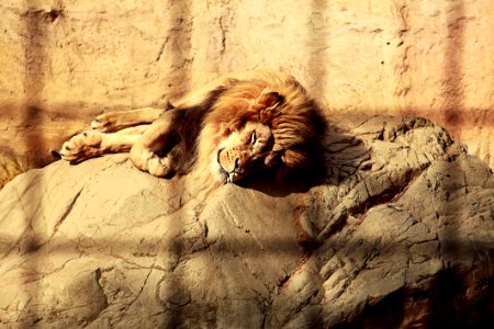 Mammal Lion Wildlife Fauna photo