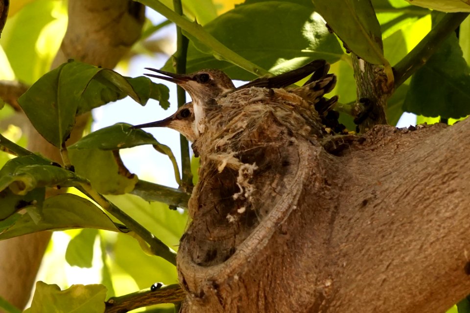 Fauna Leaf Tree Beak