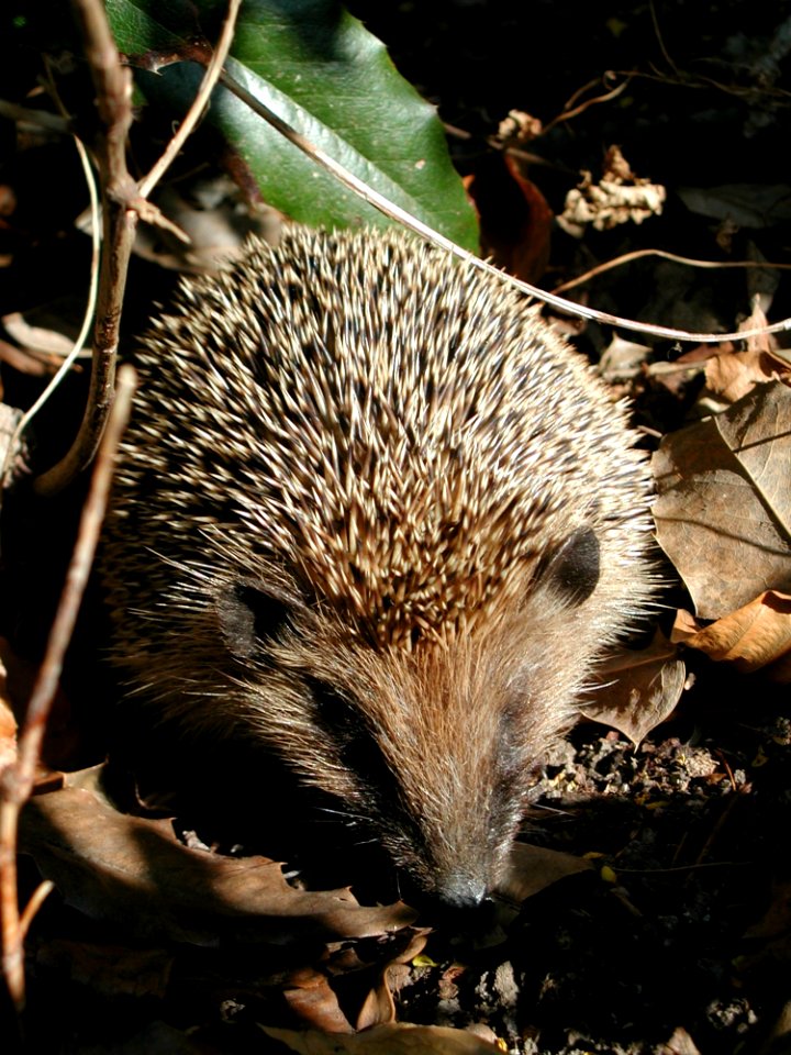 Hedgehog Domesticated Hedgehog Monotreme Erinaceidae