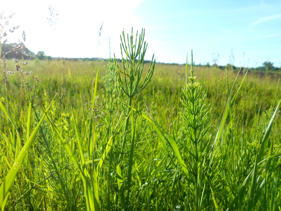 Ecosystem Grassland Grass Crop
