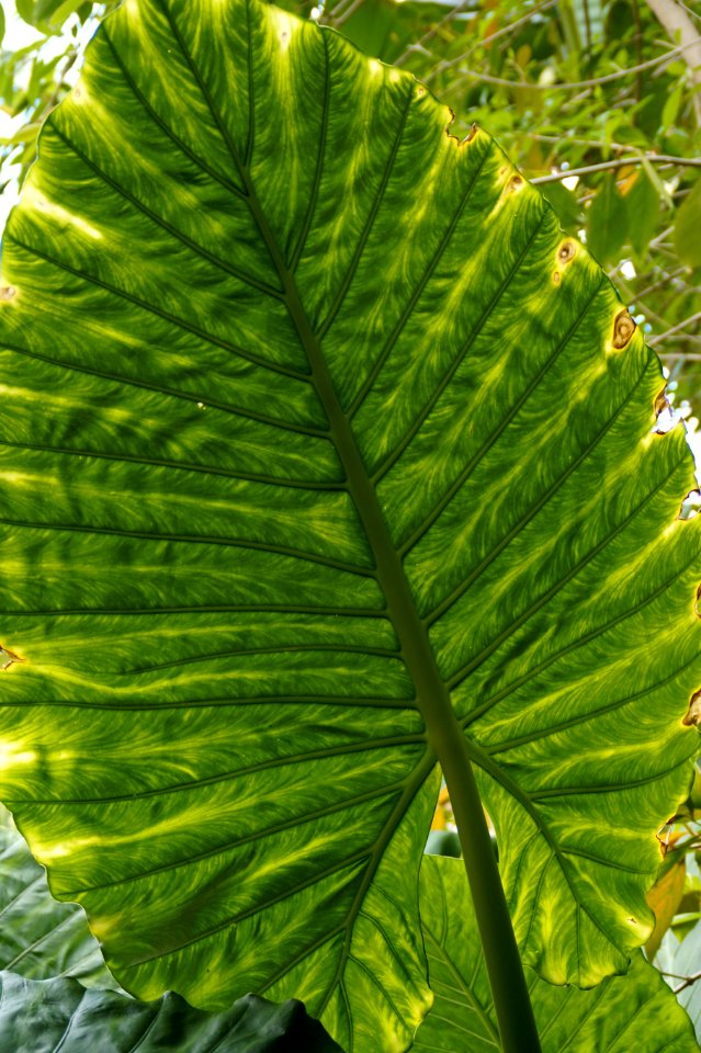 Leaf Plant Vegetation Biome