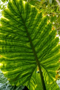 Leaf Plant Vegetation Biome