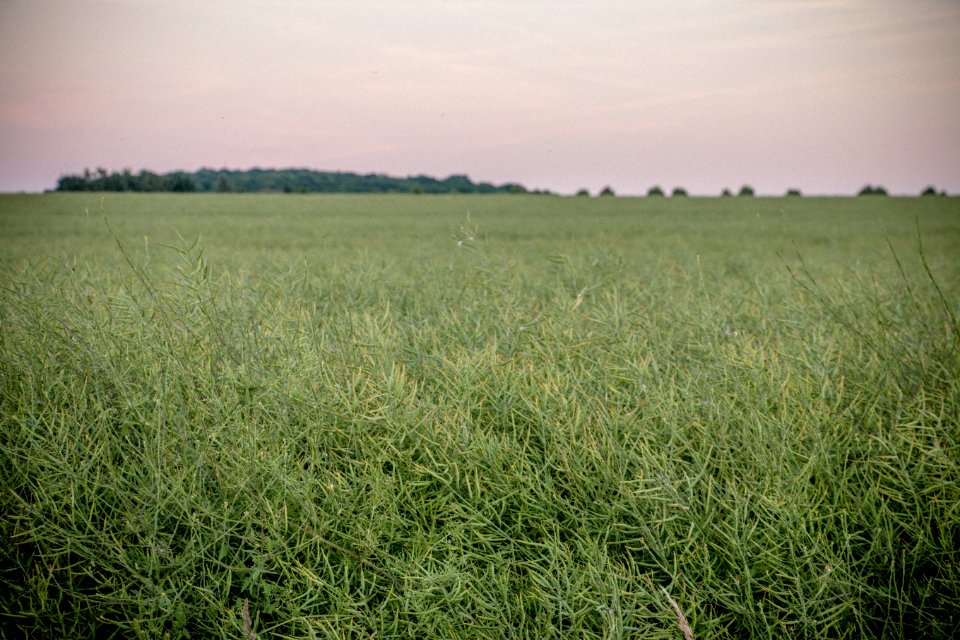 Grassland Ecosystem Prairie Field