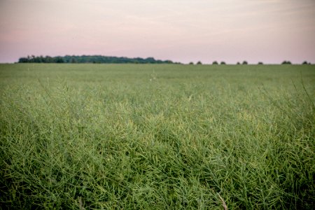 Grassland Ecosystem Prairie Field photo