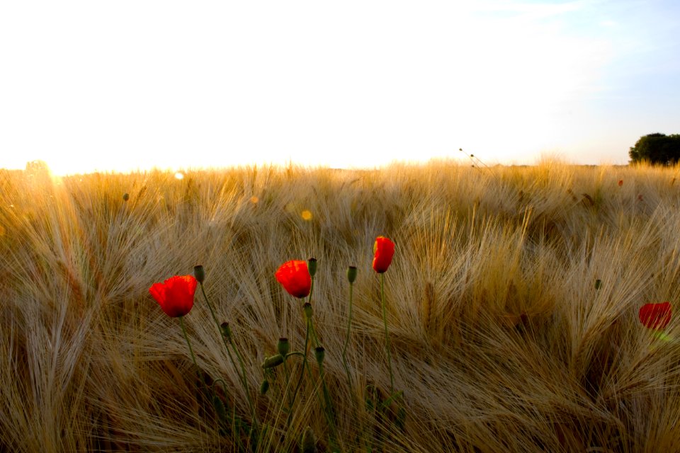 Ecosystem Field Sky Flower