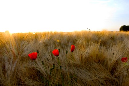 Ecosystem Field Sky Flower photo