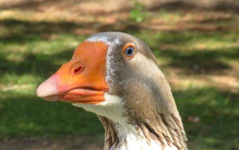 Beak Bird Water Bird Fauna