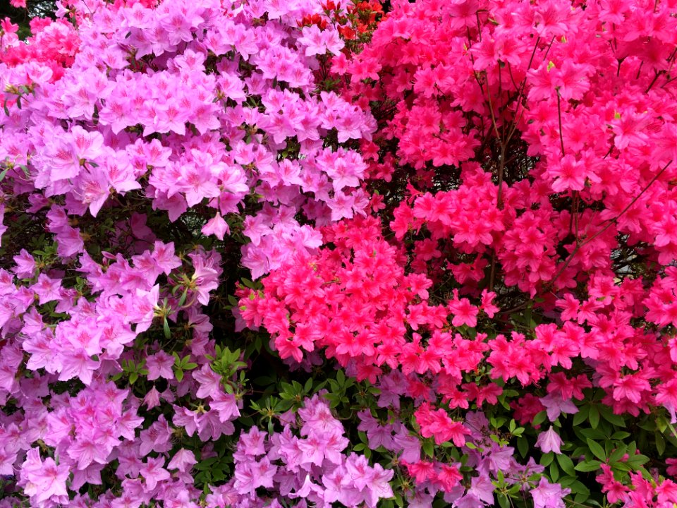 Flower Plant Pink Flowering Plant