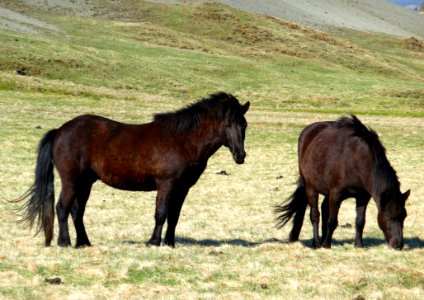 Horse Mare Horse Like Mammal Pasture