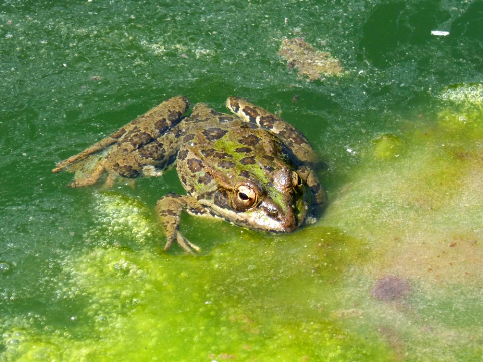 Amphibian Ranidae Ecosystem Fauna