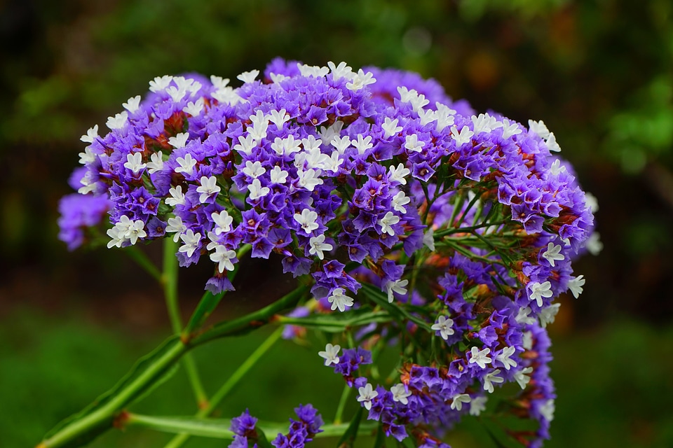 Bloom limonium sinuatum beach lilac