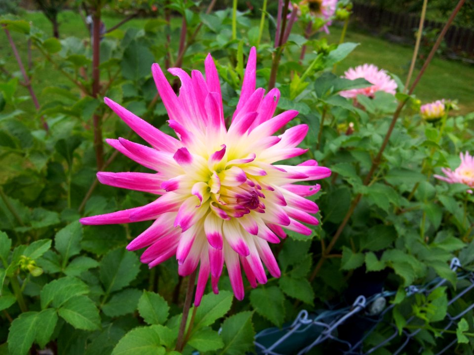 Flower Plant Flora Flowering Plant