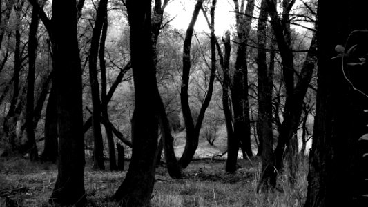 Woodland Forest Tree Black And White photo