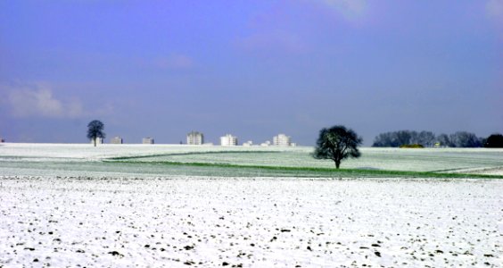 Sky Field Shore Tree