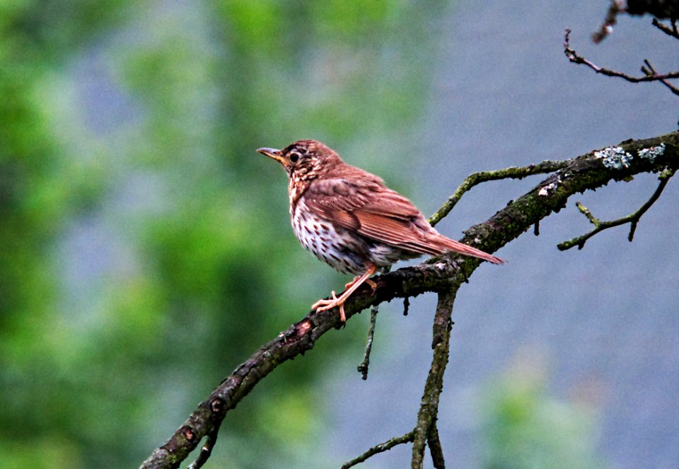 Bird Fauna Ecosystem Beak