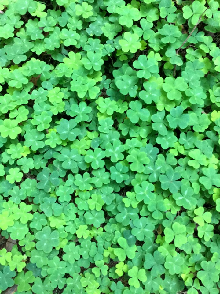 Plant Shamrock Leaf Grass