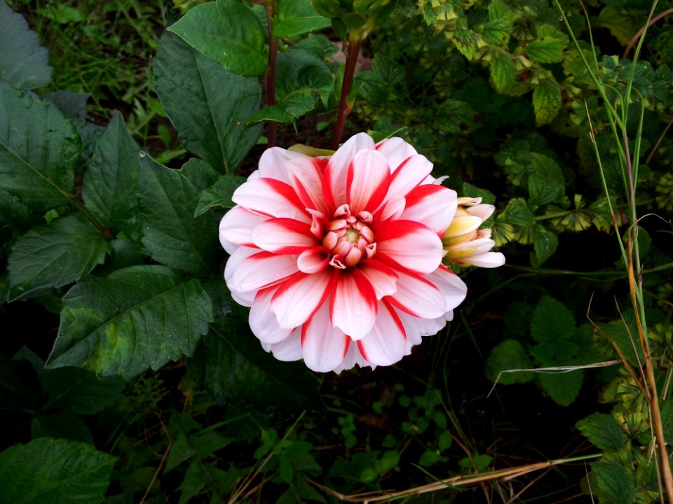Flower Plant Flora Flowering Plant