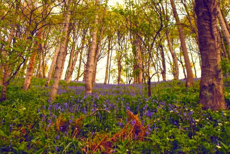 Woodland Nature Ecosystem Flora