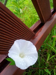 Flower Plant Petal