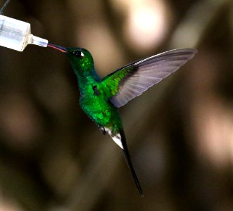 Bird Hummingbird Fauna Beak photo