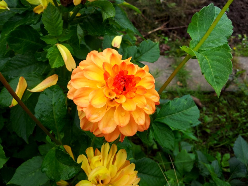 Flower Plant Flowering Plant Daisy Family
