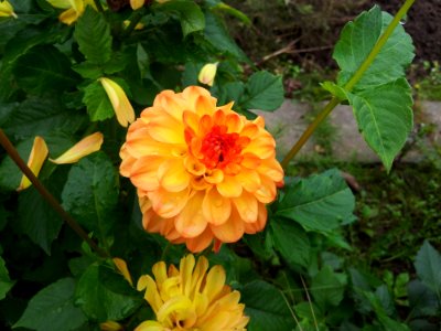 Flower Plant Flowering Plant Daisy Family